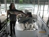 (07/03/2017) - Nice Striped Bass